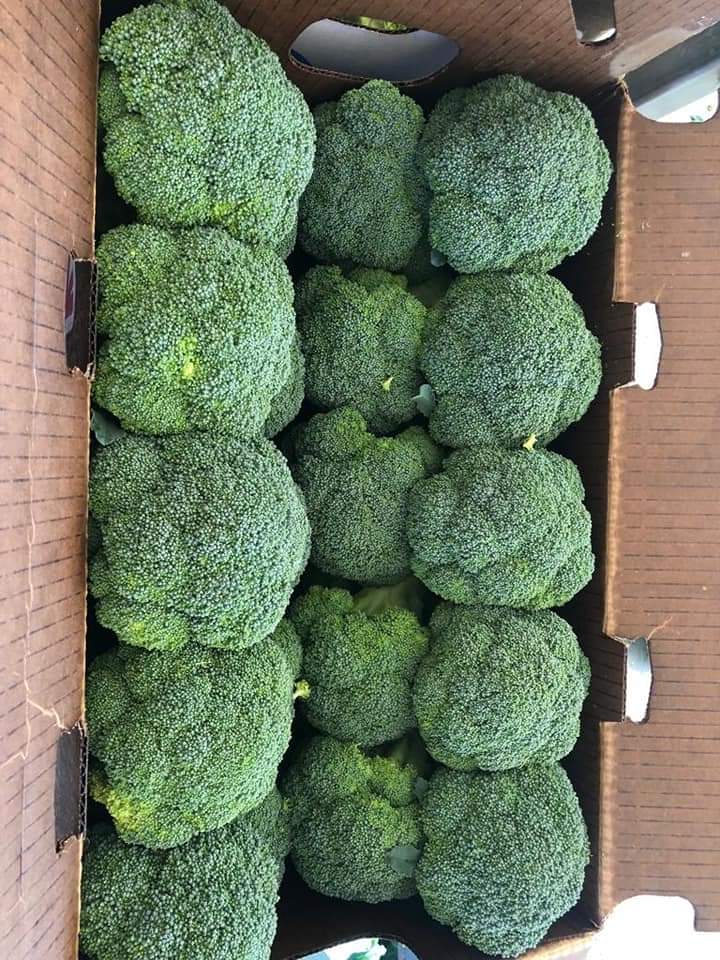 Brócoli - VORPER